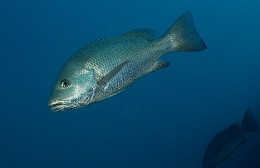 Thailand 2015 - Ko Tao - Vivaneau gris - Lutjanus griseus _IMG_3741_rc